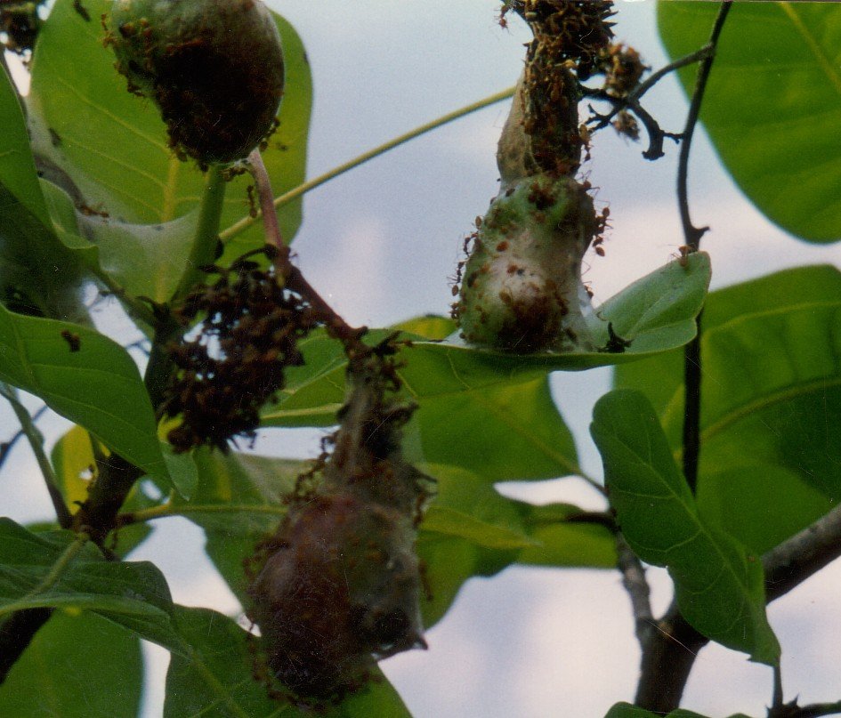 Cashew Biovision Home.